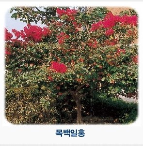파일:교화.jpg
