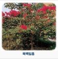 2022년 11월 26일 (토) 14:15 판의 섬네일